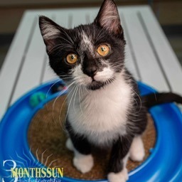 Soren, an adoptable Domestic Short Hair in Grand Rapids, MN, 55744 | Photo Image 1