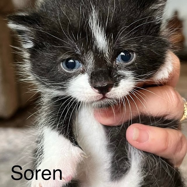 Soren, an adoptable Domestic Short Hair in Grand Rapids, MN, 55744 | Photo Image 2