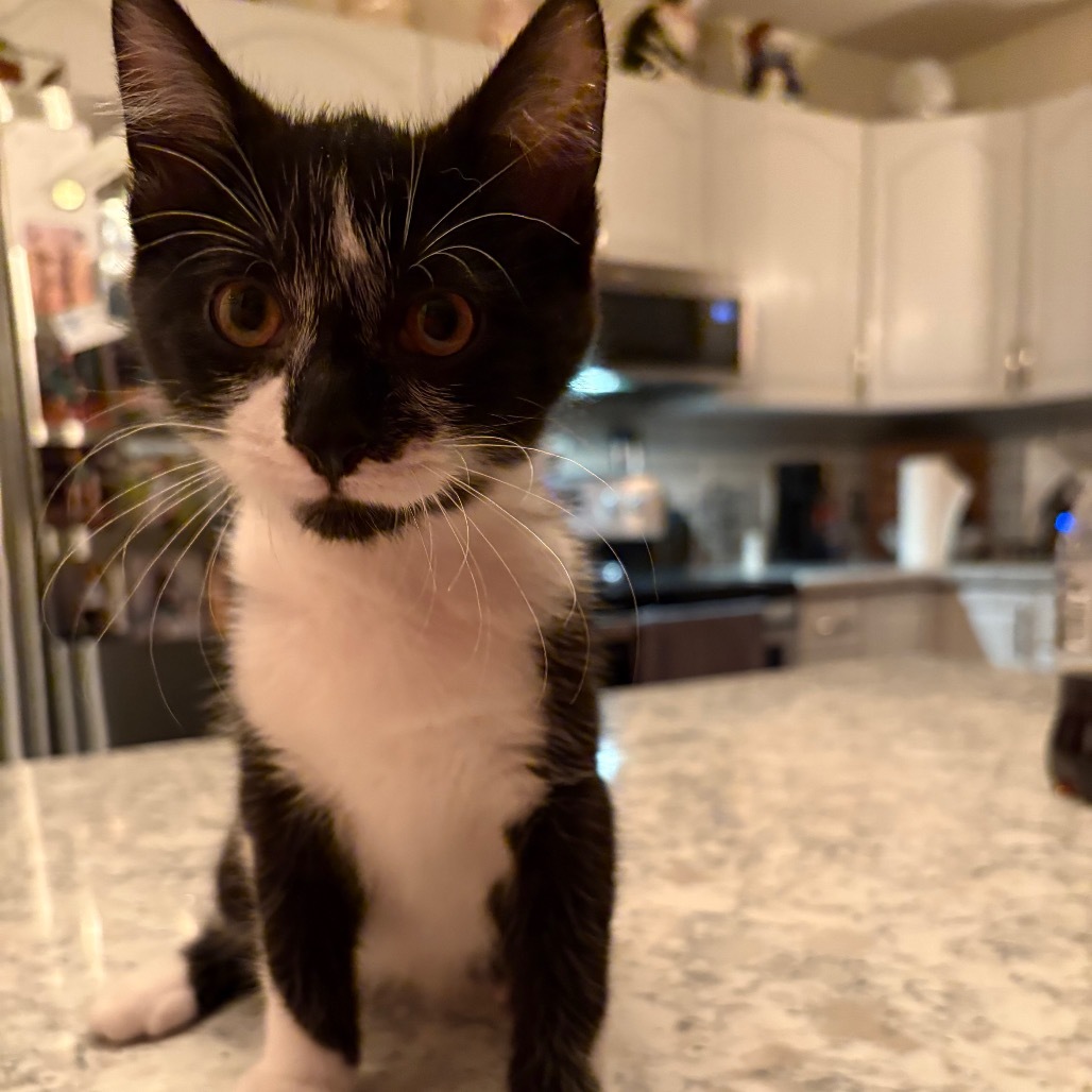 Soren, an adoptable Domestic Short Hair in Grand Rapids, MN, 55744 | Photo Image 3