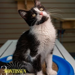 Ocean, an adoptable Domestic Short Hair in Grand Rapids, MN, 55744 | Photo Image 1