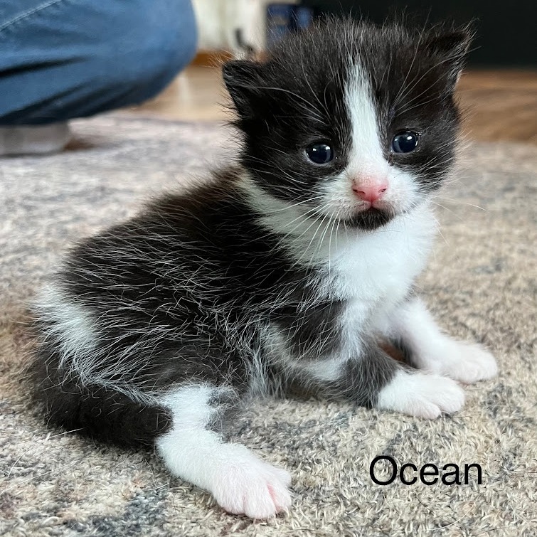 Ocean, an adoptable Domestic Short Hair in Grand Rapids, MN, 55744 | Photo Image 2