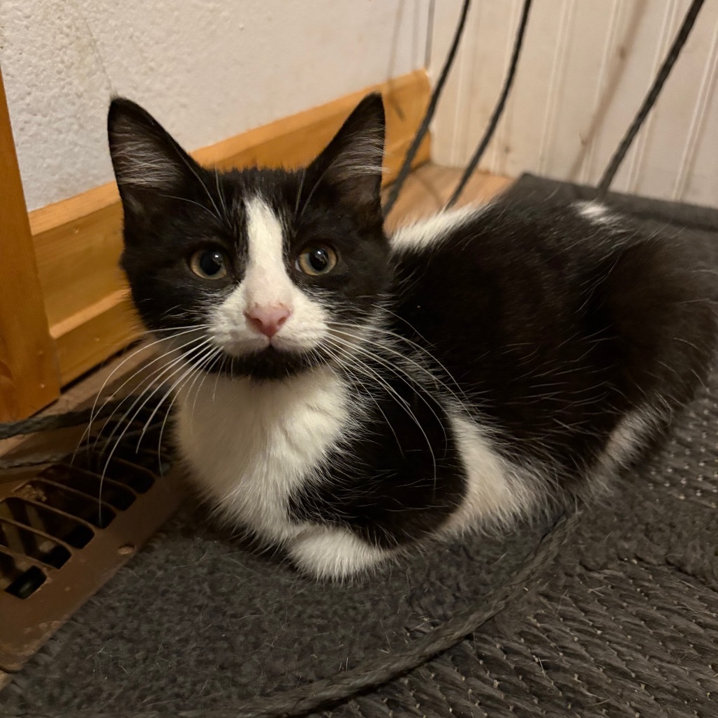 Ocean, an adoptable Domestic Short Hair in Grand Rapids, MN, 55744 | Photo Image 3