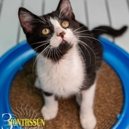 Phoenix, an adoptable Domestic Short Hair in Grand Rapids, MN, 55744 | Photo Image 1