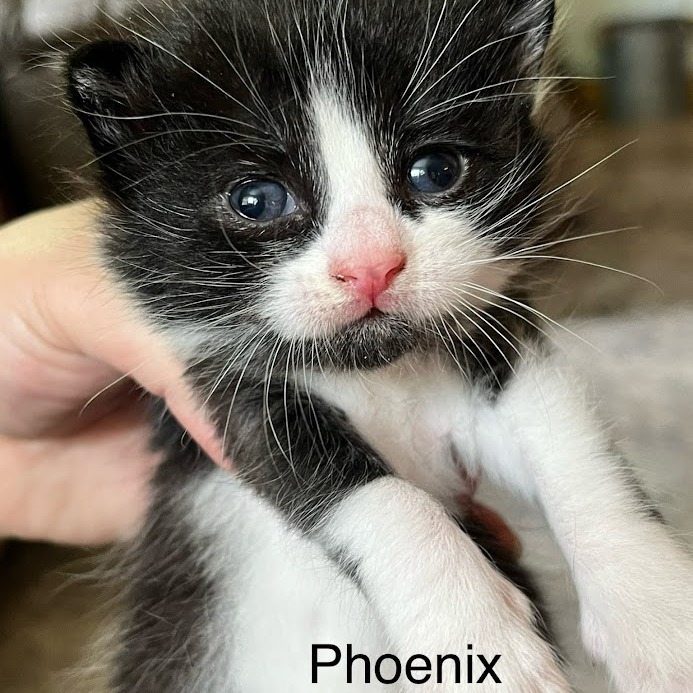 Phoenix, an adoptable Domestic Short Hair in Grand Rapids, MN, 55744 | Photo Image 2