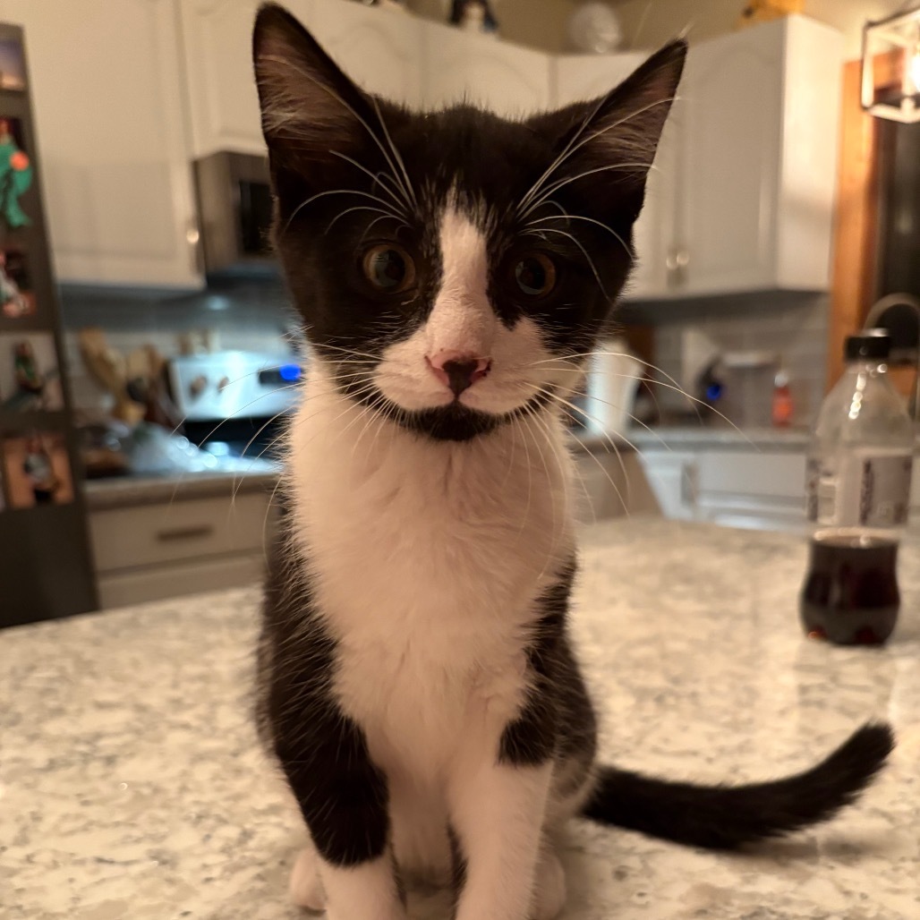 Phoenix, an adoptable Domestic Short Hair in Grand Rapids, MN, 55744 | Photo Image 3