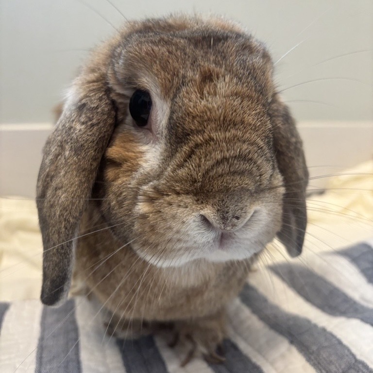Bonsie