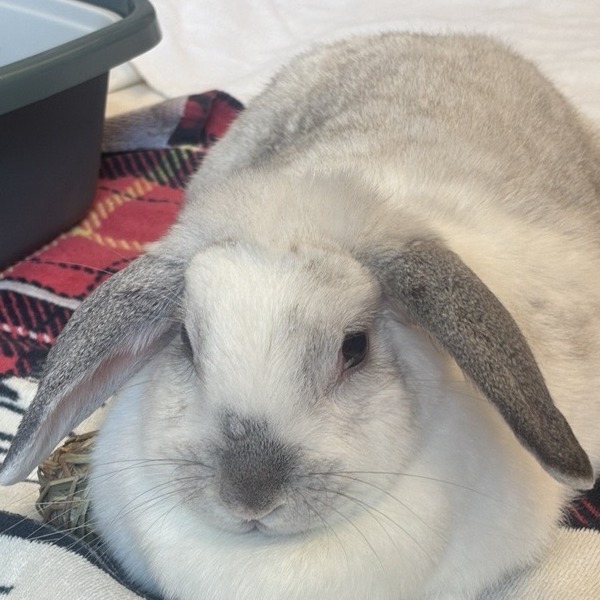 Marshmellow
