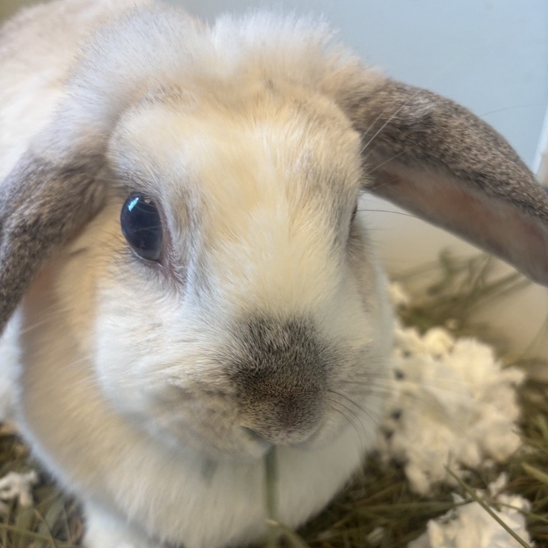 Marshmellow