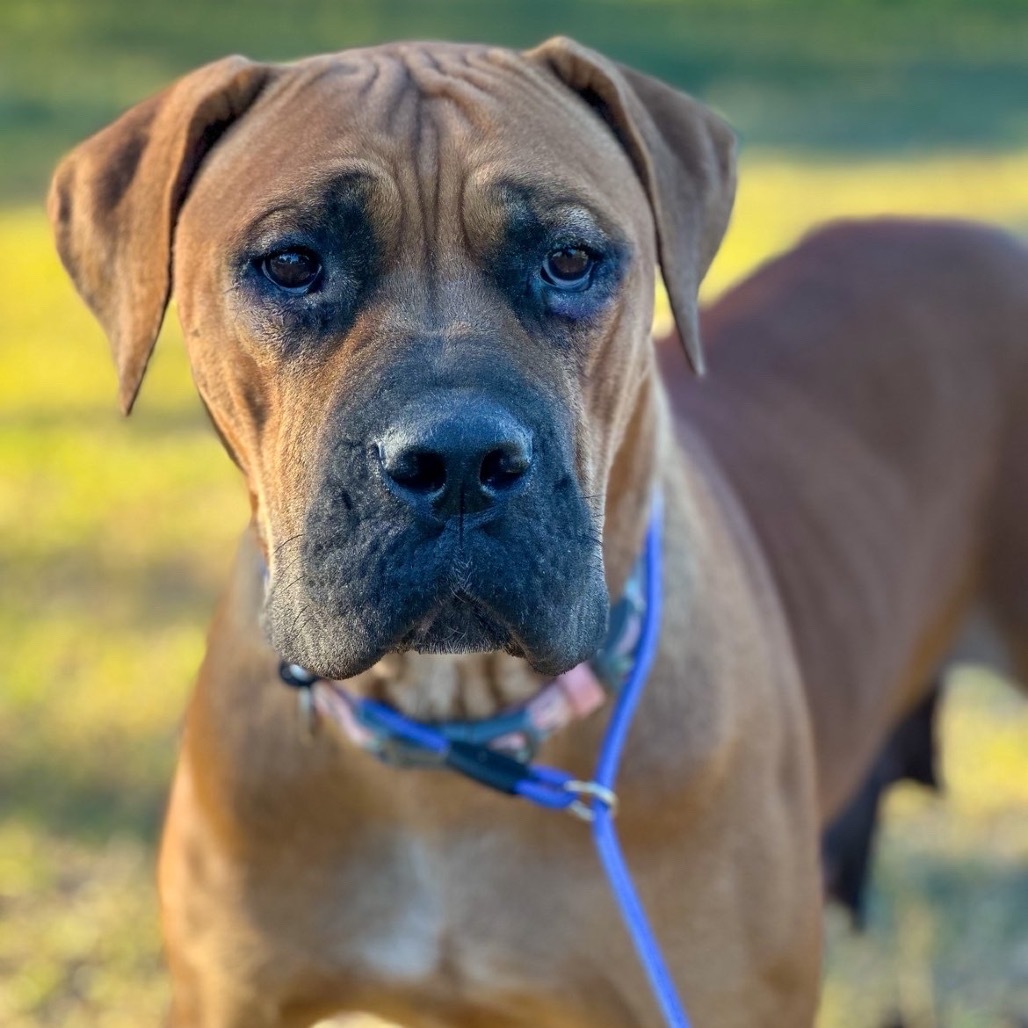 Monstera, an adoptable Cane Corso, Boerboel in Wadena, MN, 56482 | Photo Image 1
