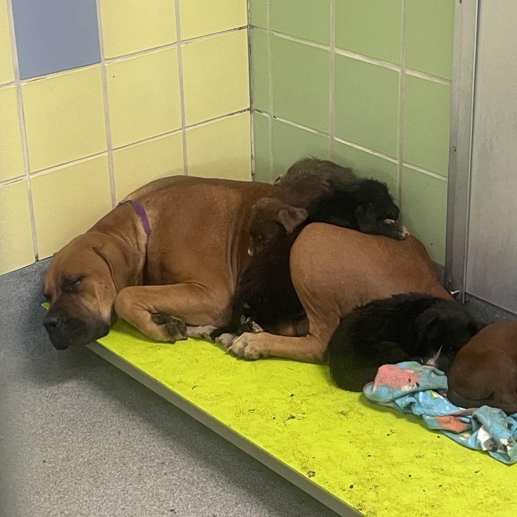 Monstera, an adoptable Cane Corso, Boerboel in Wadena, MN, 56482 | Photo Image 2