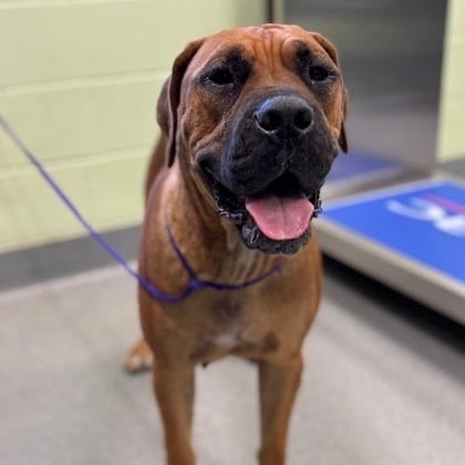 Monstera, an adoptable Cane Corso, Boerboel in Wadena, MN, 56482 | Photo Image 3