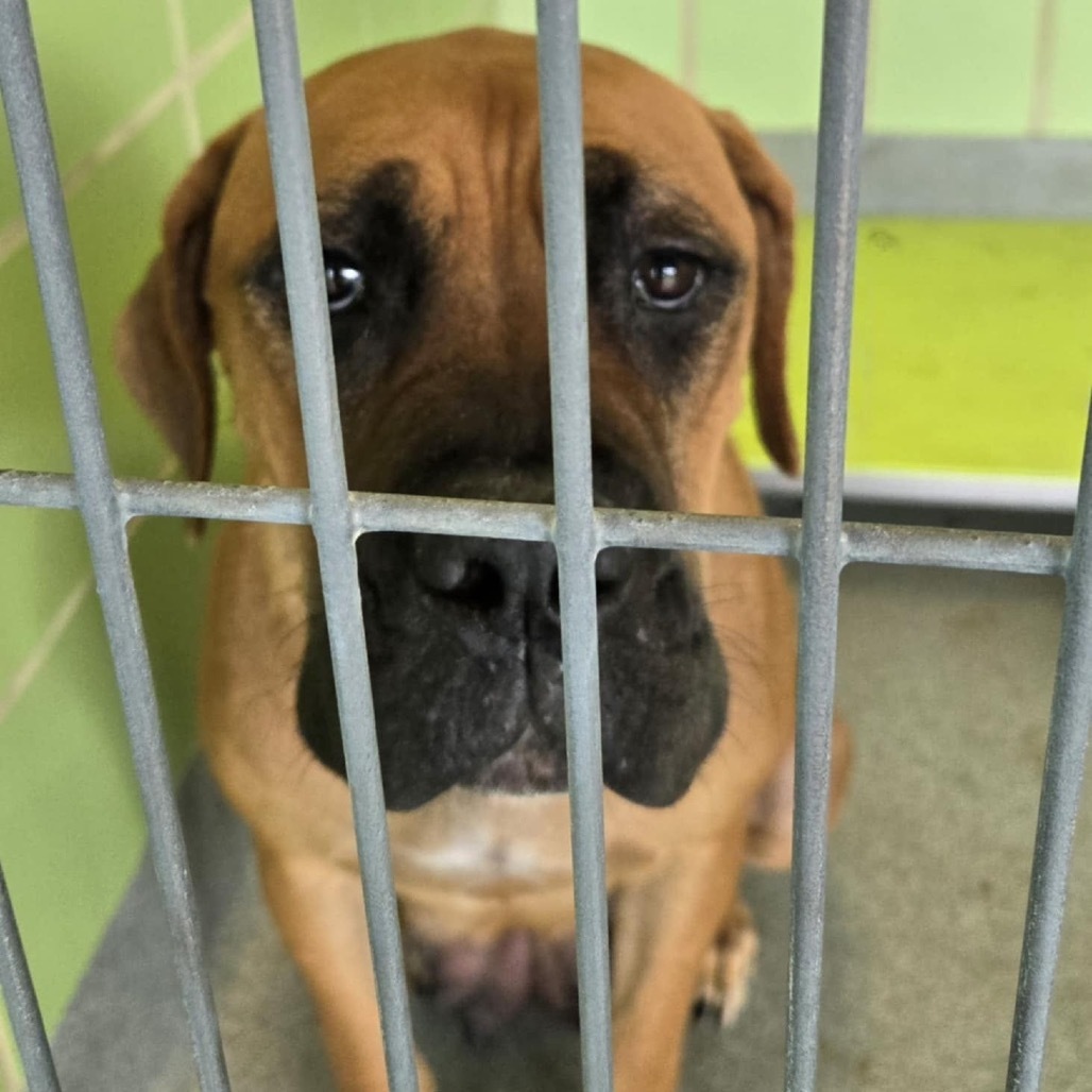 Monstera, an adoptable Cane Corso, Boerboel in Wadena, MN, 56482 | Photo Image 5