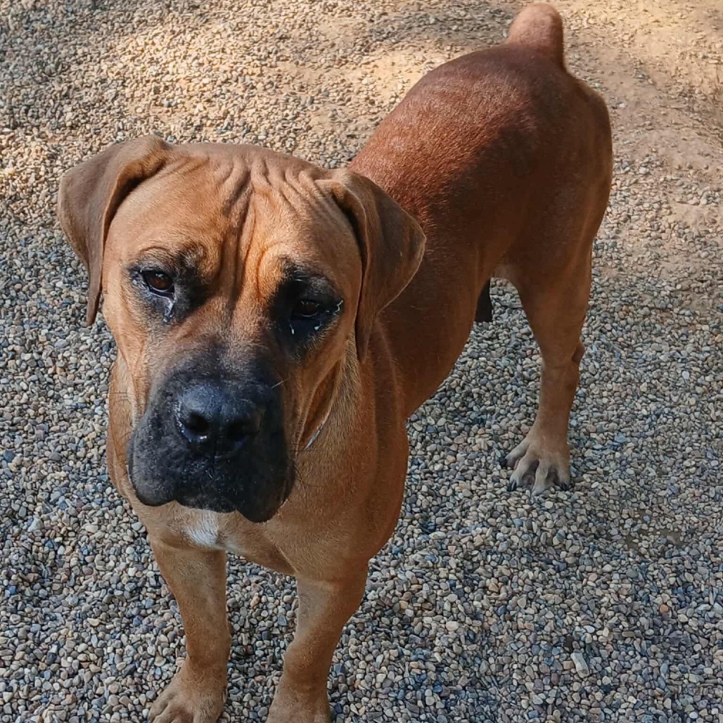 Monstera, an adoptable Cane Corso, Boerboel in Wadena, MN, 56482 | Photo Image 6