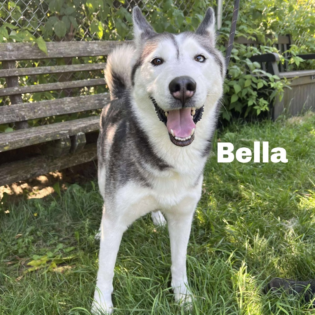 Bella 250678, an adoptable Husky in Escanaba, MI, 49829 | Photo Image 1
