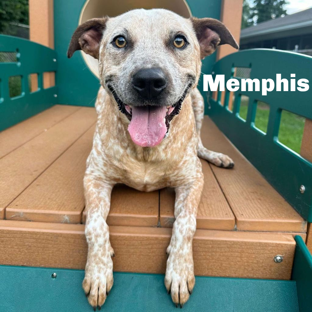 Memphis 240405, an adoptable Mixed Breed in Escanaba, MI, 49829 | Photo Image 1