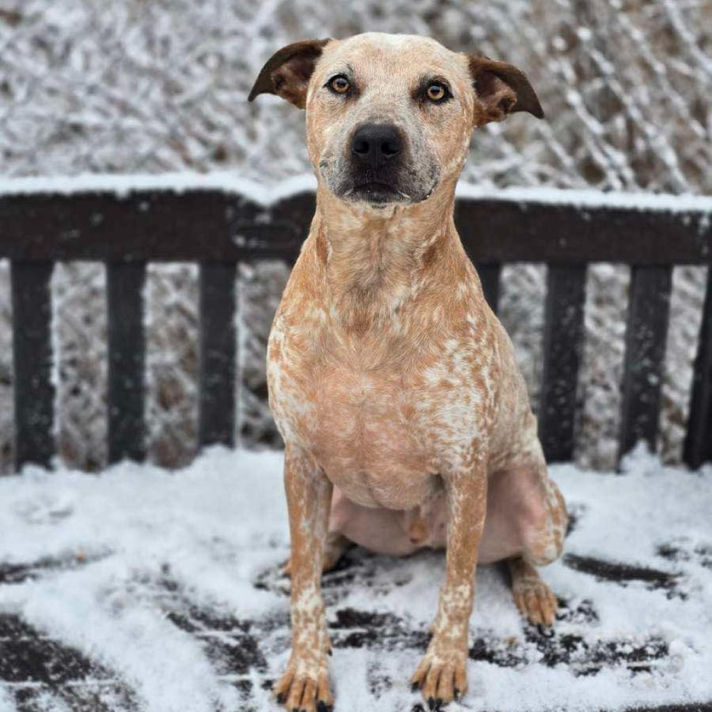 Memphis 240405, an adoptable Mixed Breed in Escanaba, MI, 49829 | Photo Image 2