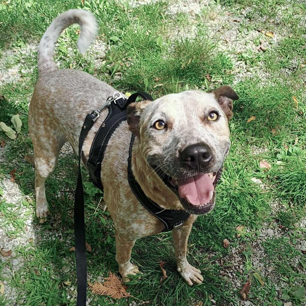 Memphis 240405, an adoptable Mixed Breed in Escanaba, MI, 49829 | Photo Image 4