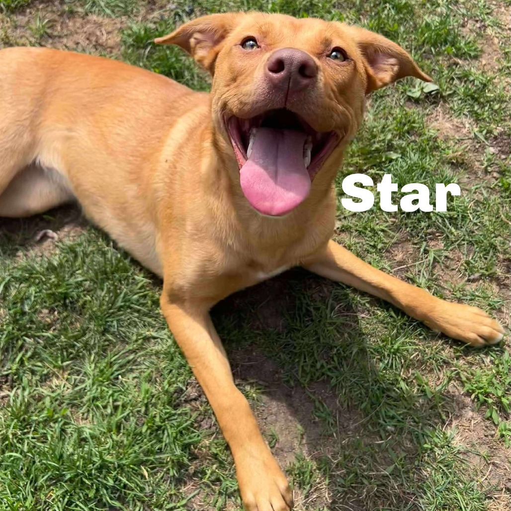 Star 250270, an adoptable Mixed Breed in Escanaba, MI, 49829 | Photo Image 1