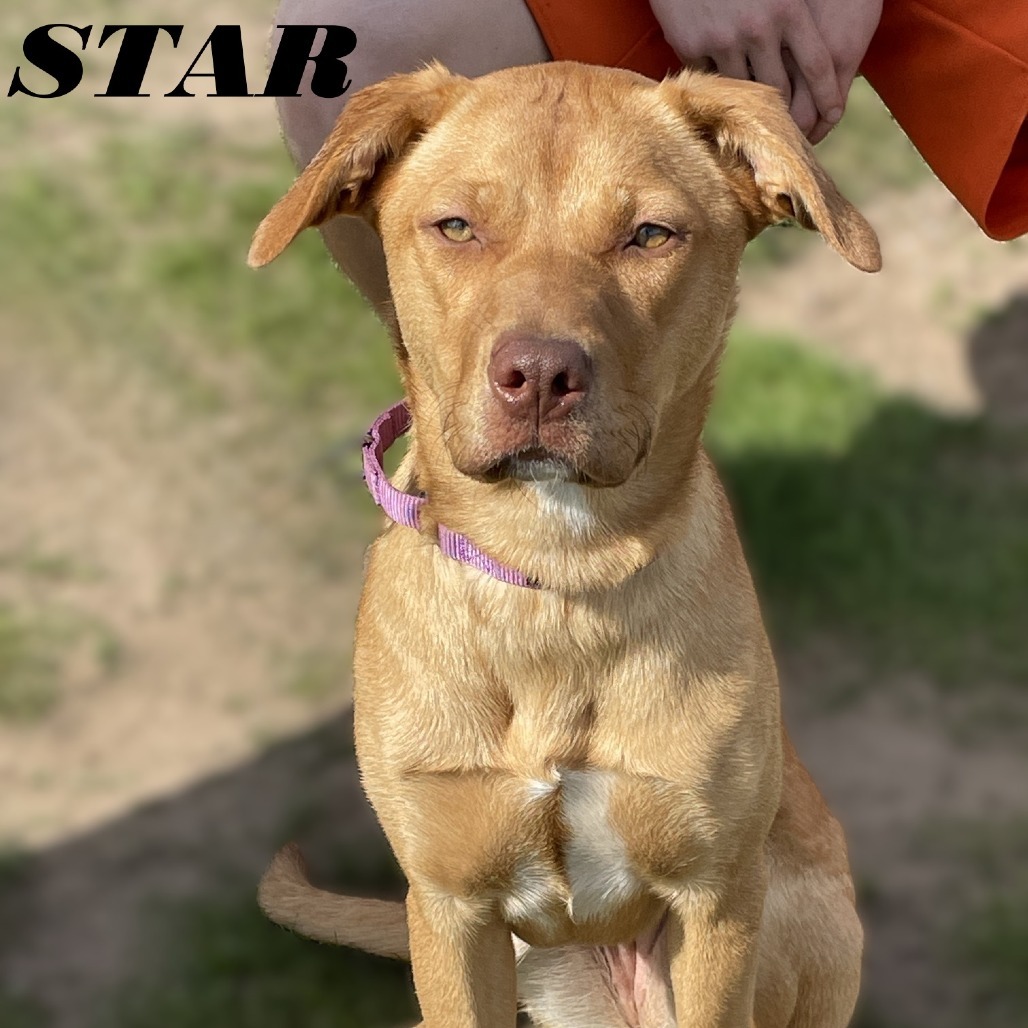 Star 250270, an adoptable Mixed Breed in Escanaba, MI, 49829 | Photo Image 2