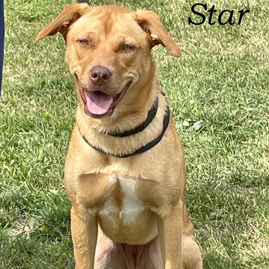 Star 250270, an adoptable Mixed Breed in Escanaba, MI, 49829 | Photo Image 3