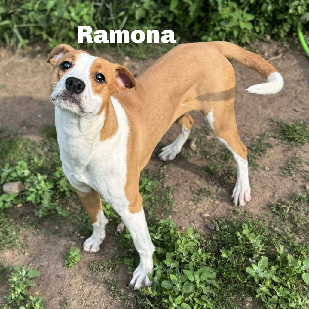 Ramona 250705, an adoptable Mixed Breed in Escanaba, MI, 49829 | Photo Image 1