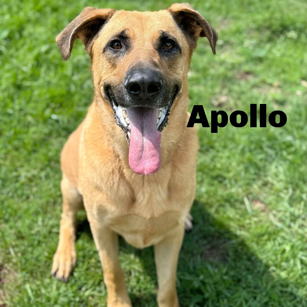 Apollo 250551, an adoptable Mixed Breed in Escanaba, MI, 49829 | Photo Image 1