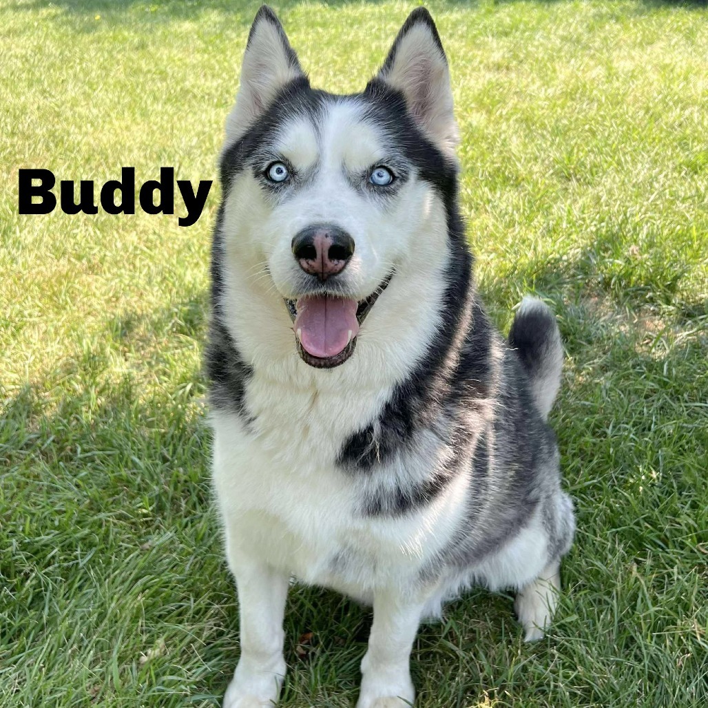Buddy 250679, an adoptable Husky in Escanaba, MI, 49829 | Photo Image 1