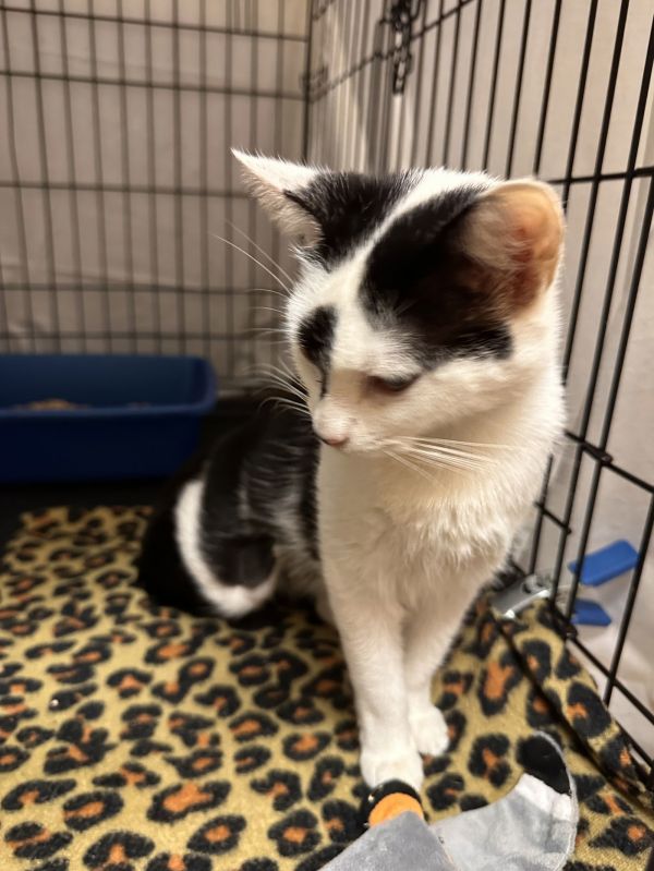 Mozzarella thumbnail 3