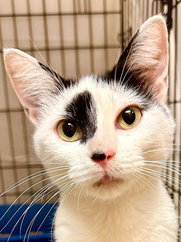 Mozzarella thumbnail 5