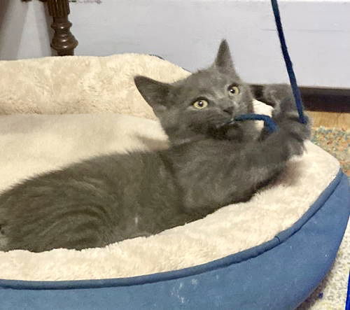 Pixel  Willow Grove thumbnail 4