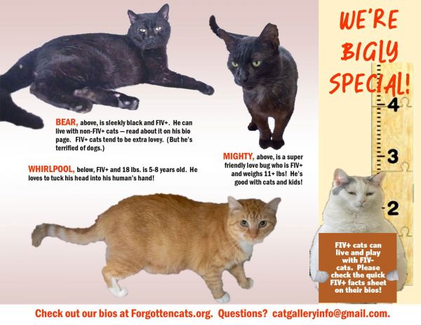 Big Boys:  Pounds+ photo 1