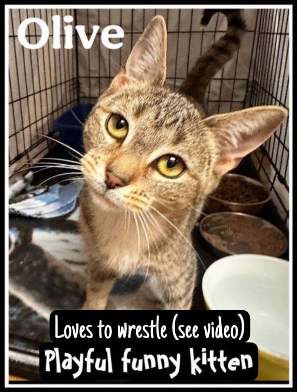 Olive  Jenkintown Ps thumbnail 2