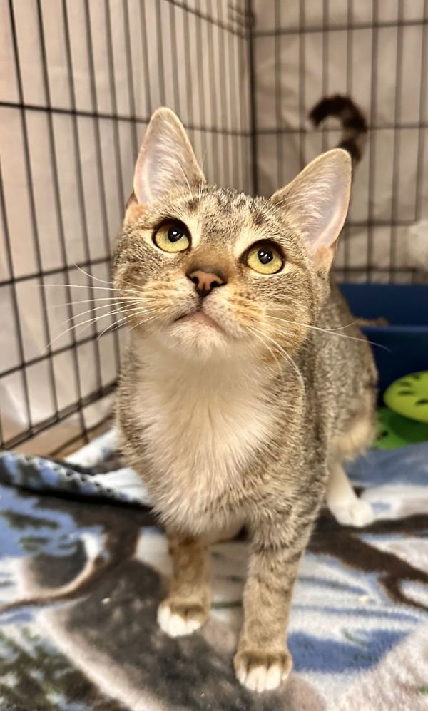 Olivewillow Grove thumbnail 3