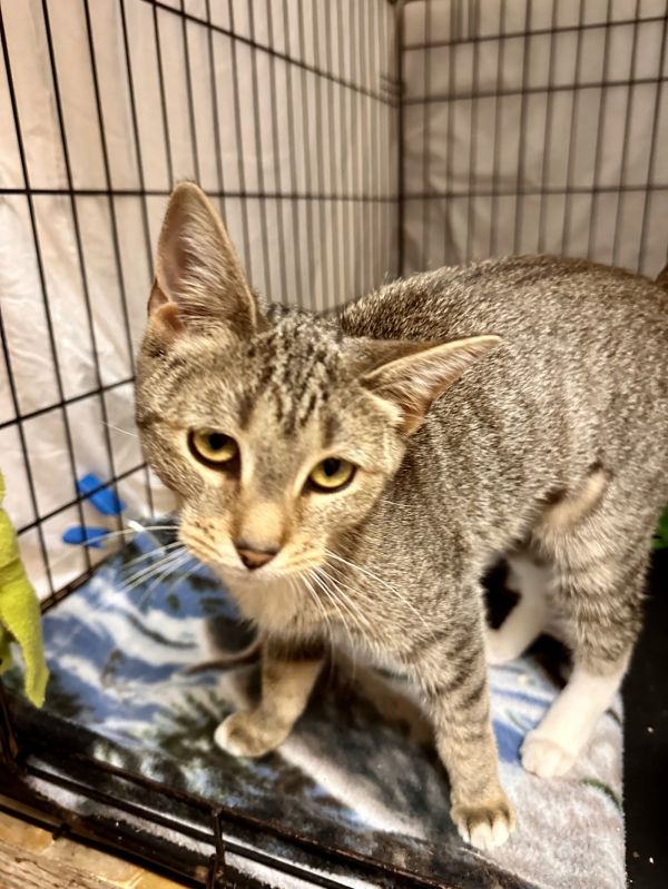 Olivewillow Grove thumbnail 4