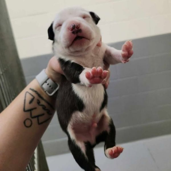 Almond Joy thumbnail 2