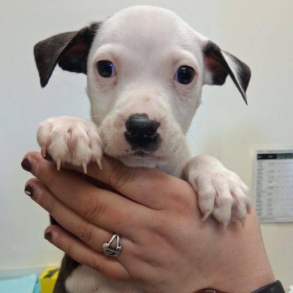 Almond Joy thumbnail 3