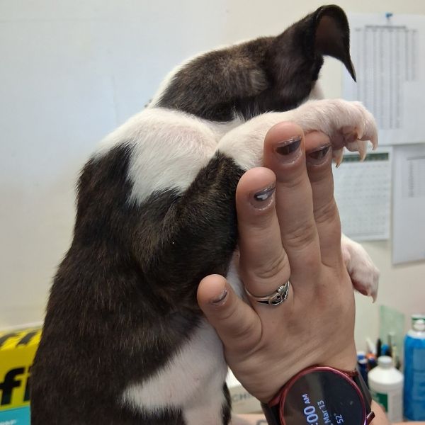 Almond Joy thumbnail 4