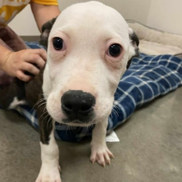 Almond Joy thumbnail 5