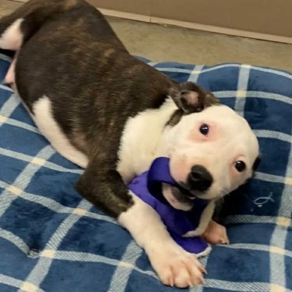 Almond Joy thumbnail 6