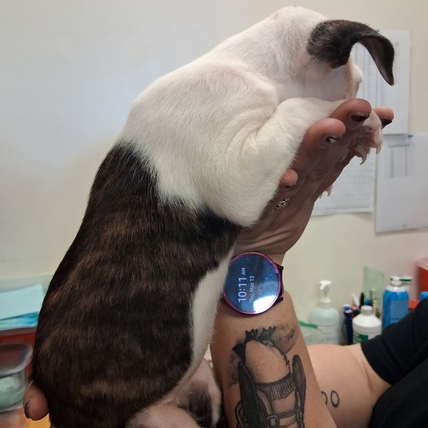 Snickers thumbnail 4