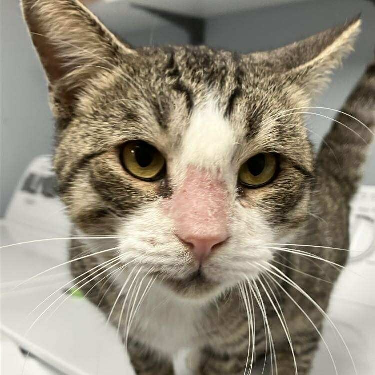 Moseby, an adoptable Domestic Short Hair in Duncan, OK, 73533 | Photo Image 1