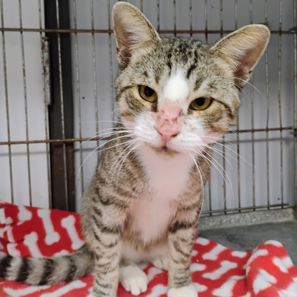 Moseby, an adoptable Domestic Short Hair in Duncan, OK, 73533 | Photo Image 2