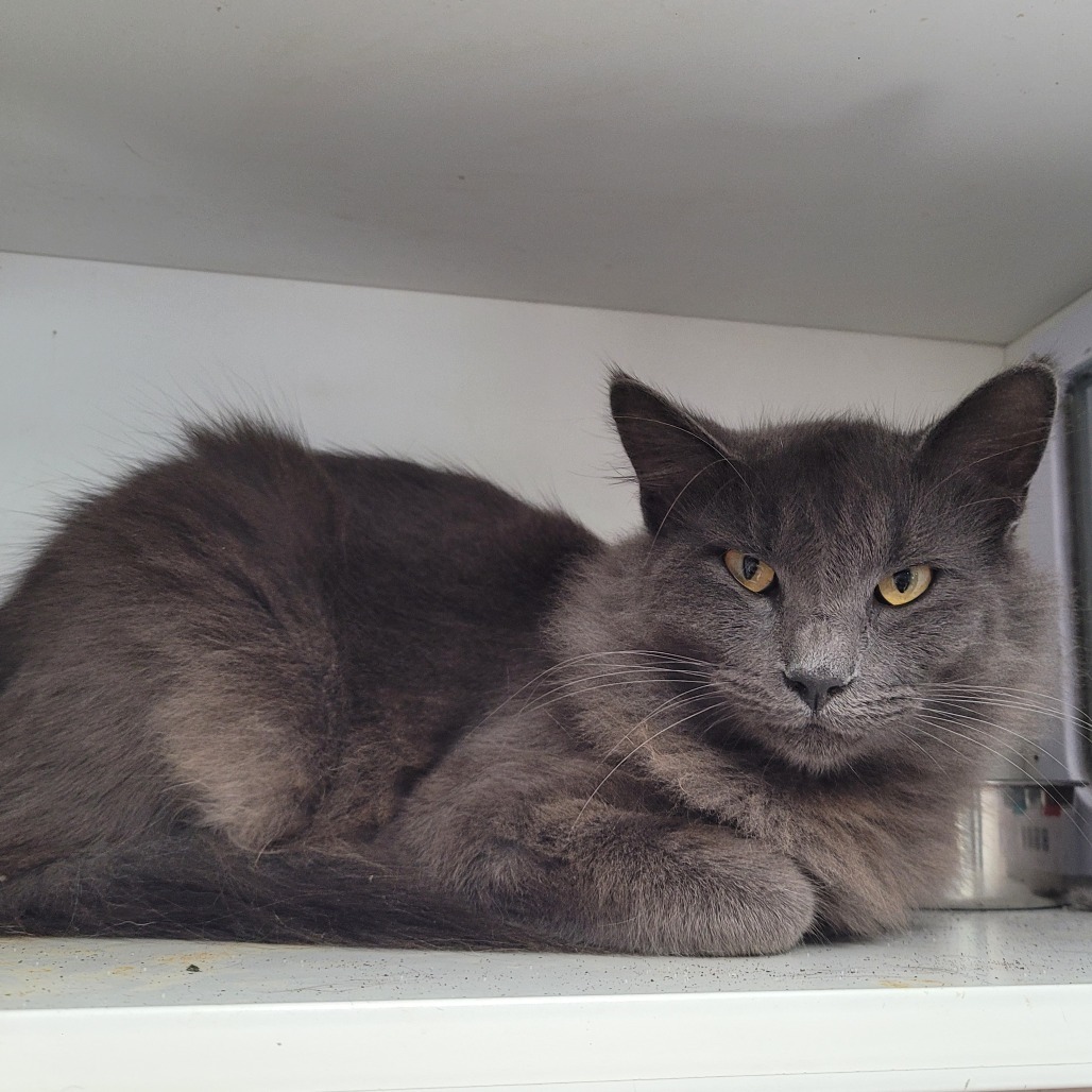 Wrangler, an adoptable Domestic Medium Hair in Duncan, OK, 73533 | Photo Image 1