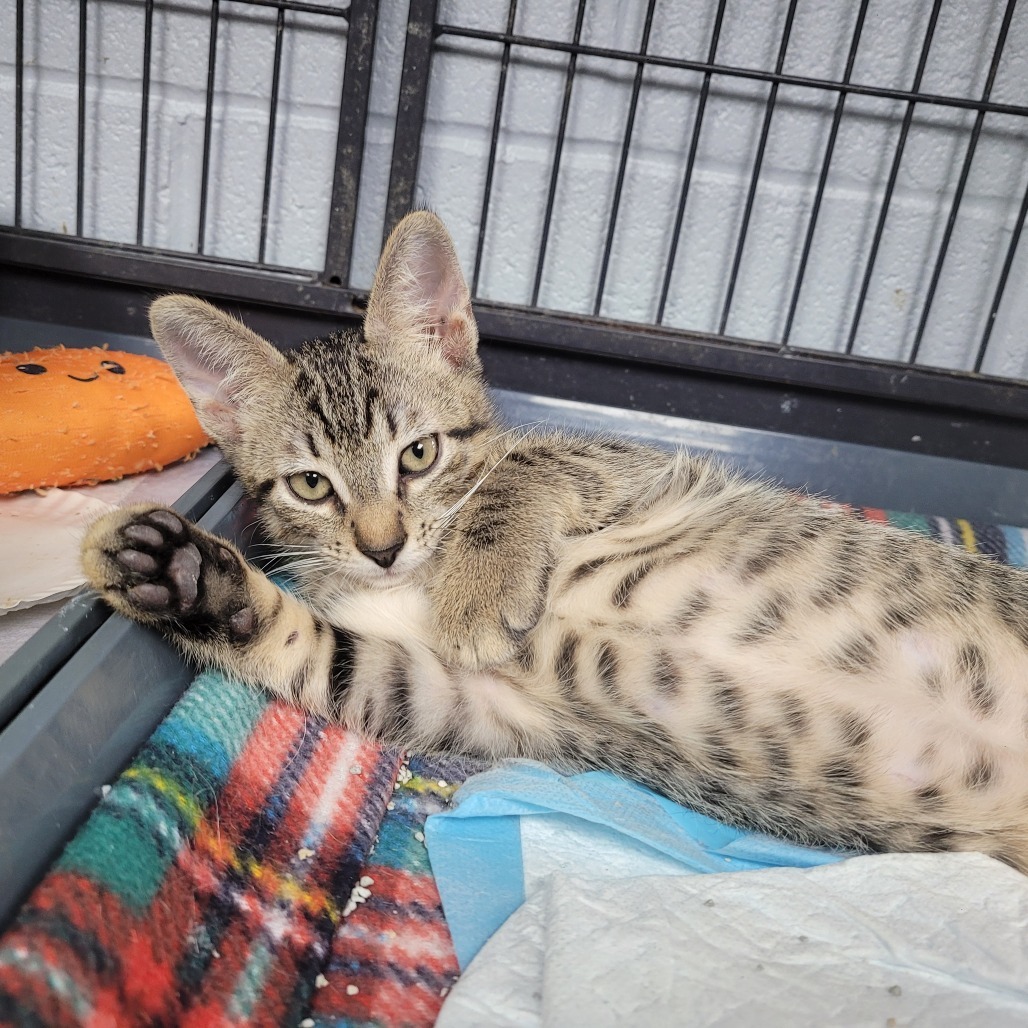 Cody, an adoptable Domestic Short Hair in Duncan, OK, 73533 | Photo Image 1