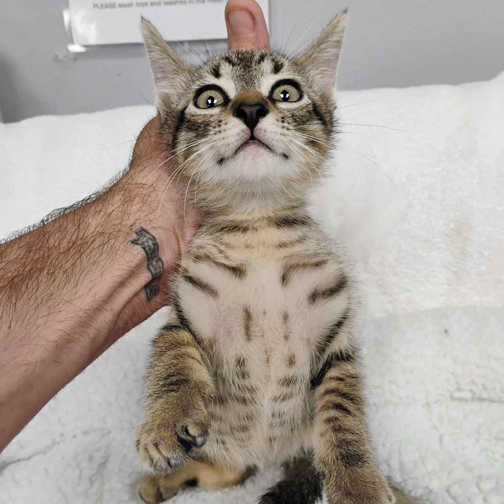 Cody, an adoptable Domestic Short Hair in Duncan, OK, 73533 | Photo Image 2