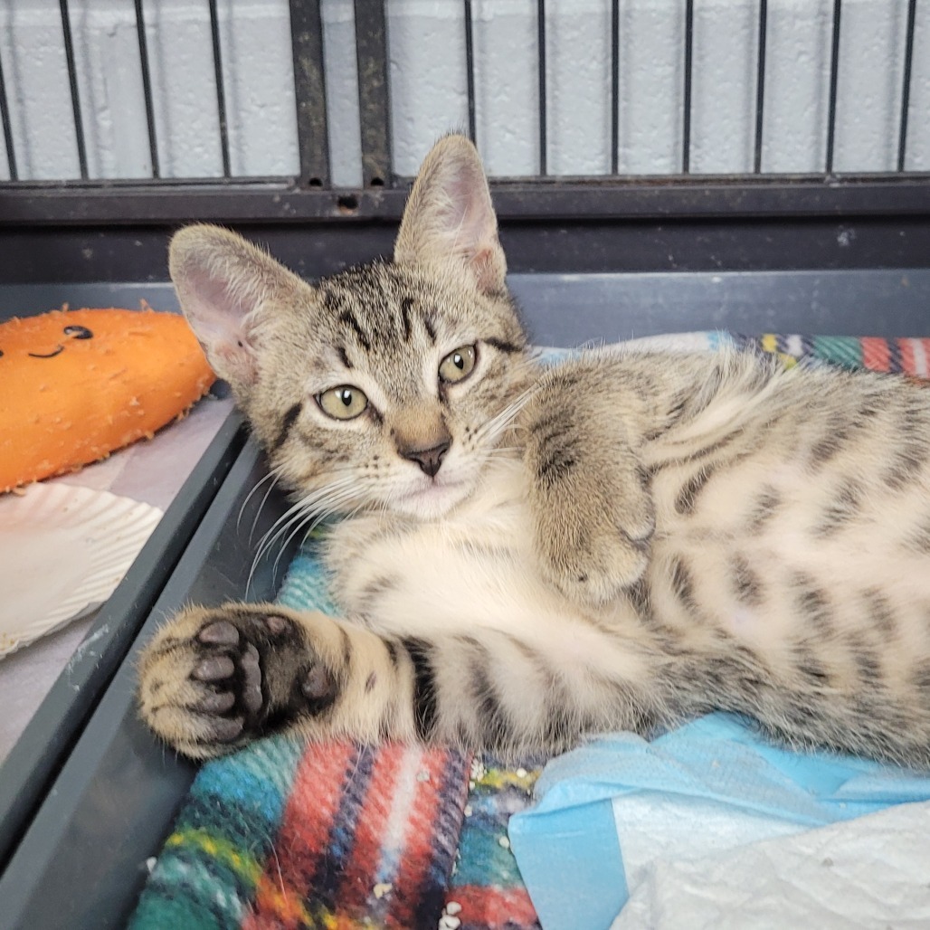 Cody, an adoptable Domestic Short Hair in Duncan, OK, 73533 | Photo Image 4