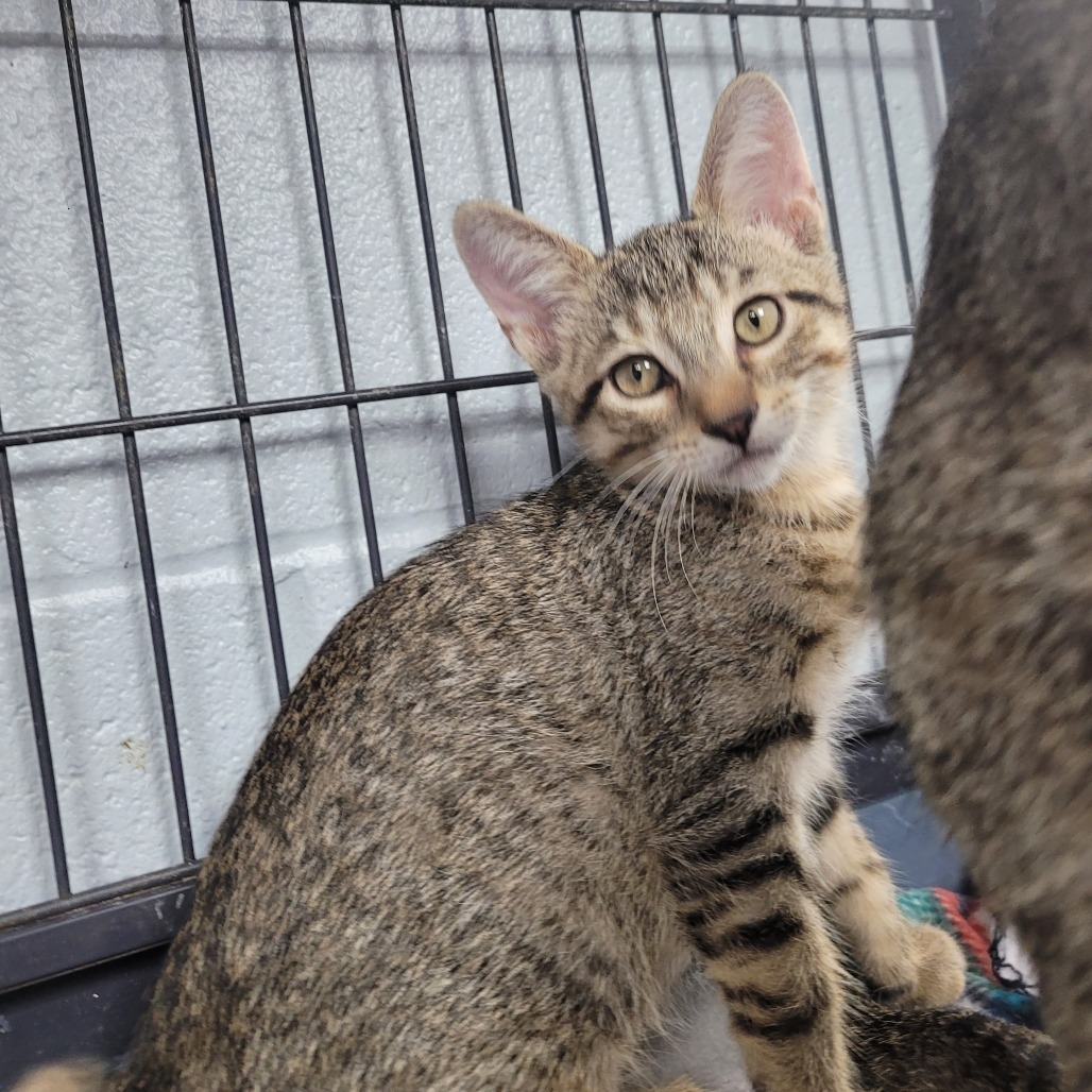 Zack, an adoptable Domestic Short Hair in Duncan, OK, 73533 | Photo Image 1