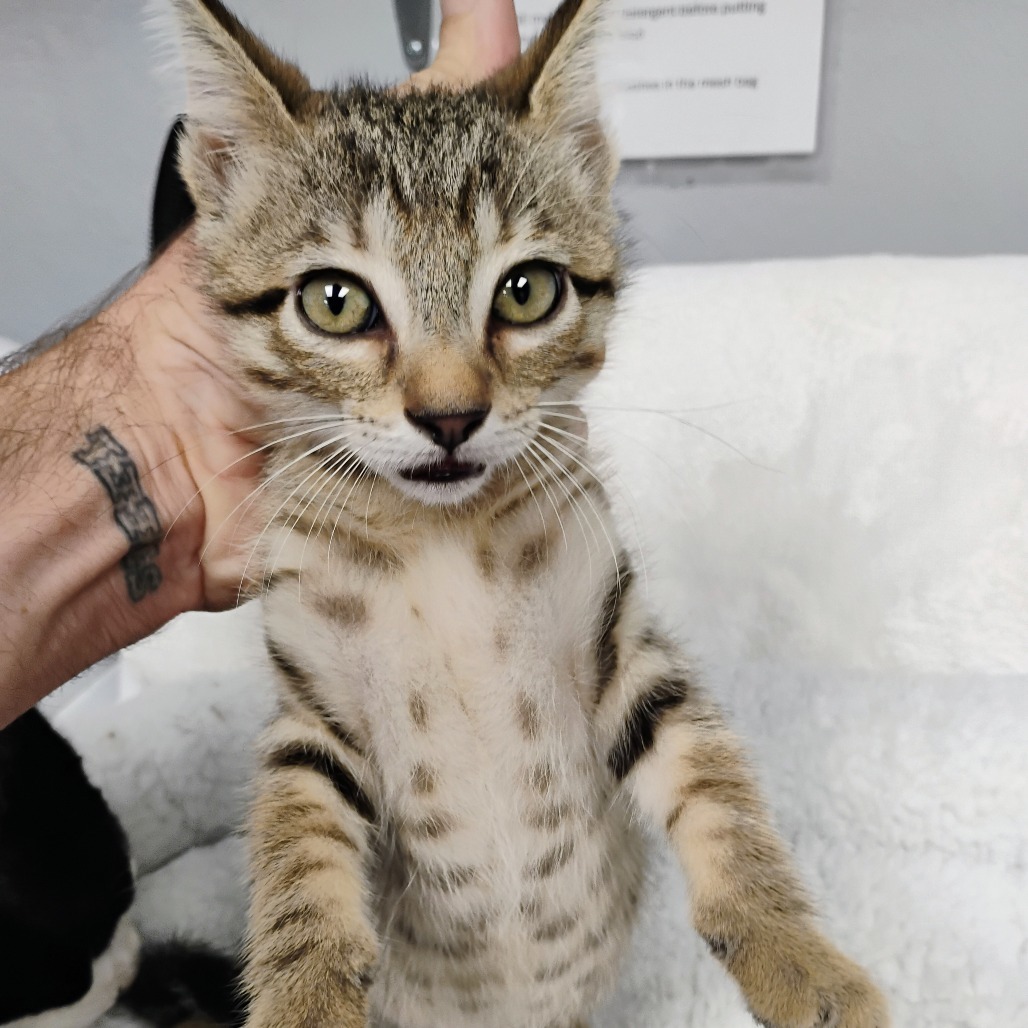 Zack, an adoptable Domestic Short Hair in Duncan, OK, 73533 | Photo Image 2