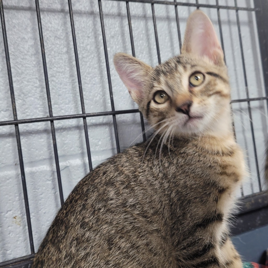Zack, an adoptable Domestic Short Hair in Duncan, OK, 73533 | Photo Image 3