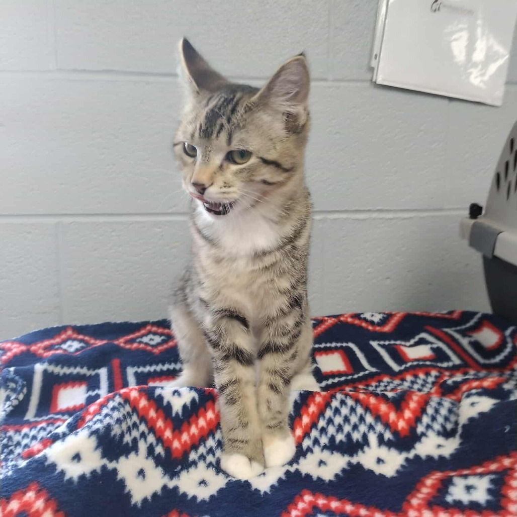 Sprinkles, an adoptable Domestic Short Hair in Duncan, OK, 73533 | Photo Image 1